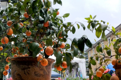 Arco-di-Trento-Arcofiori