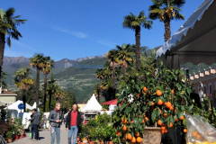 Arcobonsai-Arco-di-Trento