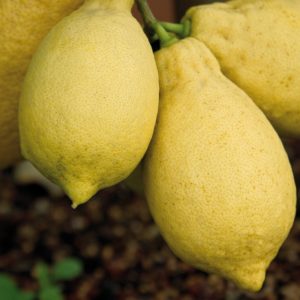 Limone ordinario fiorentino