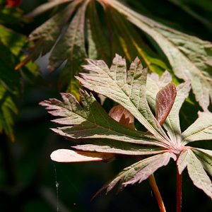 Acero "Acunitifolium"