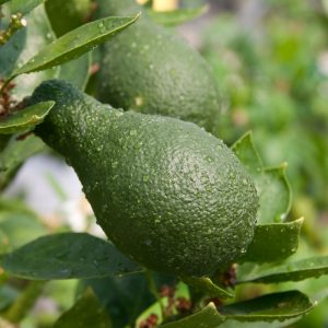 Citrangequat four season