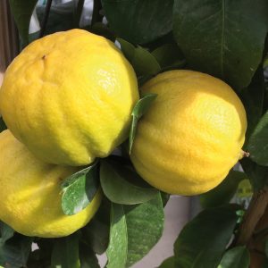 limone Mellarosa