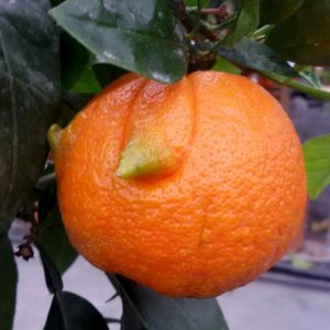 Arancio amaro cornuto
