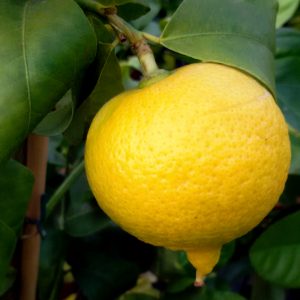 Limetta dolce di Roma