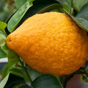 Cedro della Cina