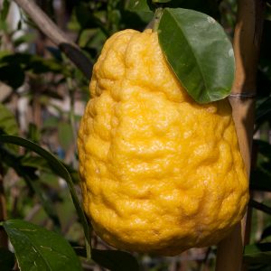Cedro gigante