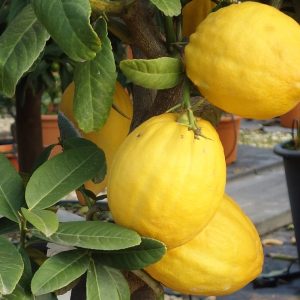 C. medica crispifolia