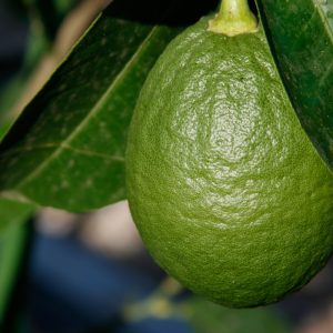 Cedro di Corsica