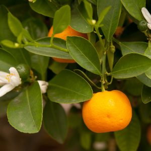 calamondino