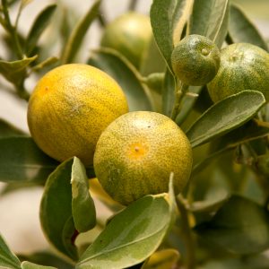 calamondino a foglia variegata