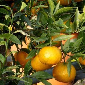 Mandarino tardivo di Ciaculli