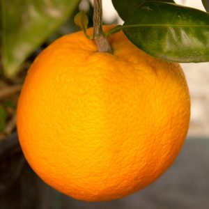 Arancio dolce del golfo di Taranto
