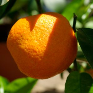 Arancio vaniglia