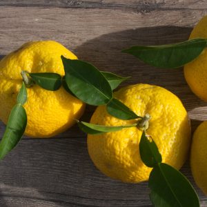 Citrus yuzu
