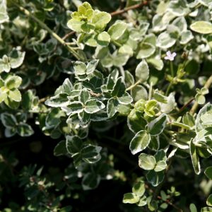 Euonymus