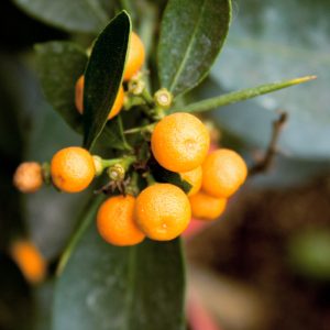 Fortunella selvatica di Hong-Kong