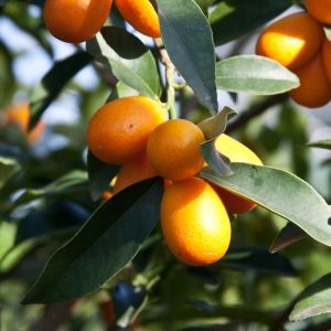 kumquat