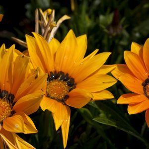 Gazania