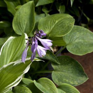 Hosta