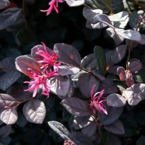 Loropetalum