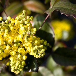 Mahonia