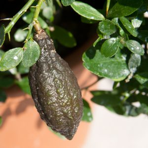 Finger lime