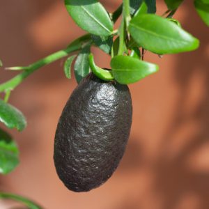 Microcitrus sanguinea