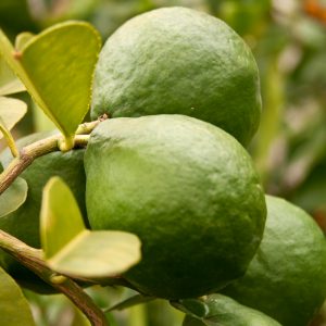 Papeda della Melanesia