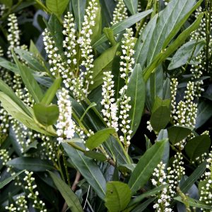 lauroceraso "OttoLuyken"