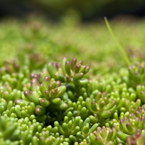 Sedum