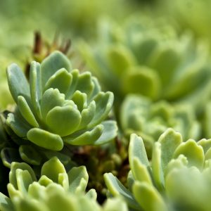 Sedum
