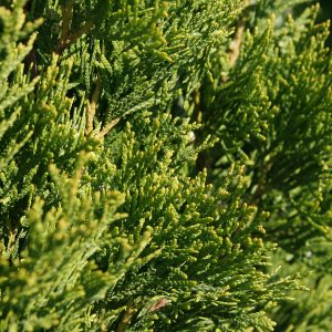 Thuja