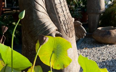 Servizio di noleggio piante per ogni evento