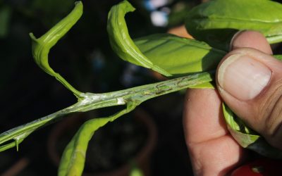 Assistenza tecnica piante e giardini