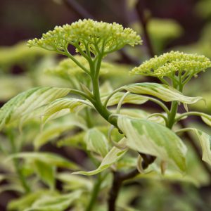 Corniolo controversa