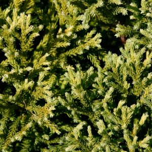 Cedro rosso del Giappone