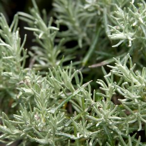 Helicrysum italicum