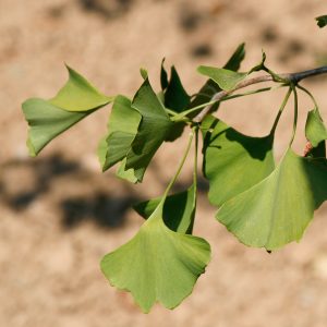 Ginko biloba