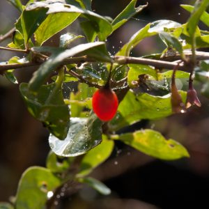 Lycium barbarum