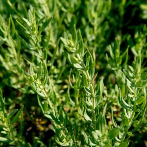 Hyssopus officinalis