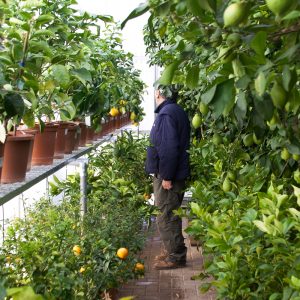 La limonaia di Lauro