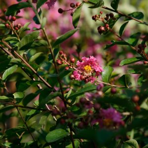 Albero nudo a fiore rosa