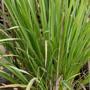 Citronella
