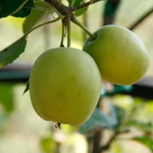 mela golden delicious