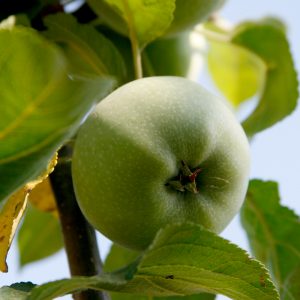 mela Granny Smith