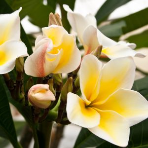 frangipane a fiore bianco