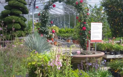 Consulenza e progettazione aree verdi