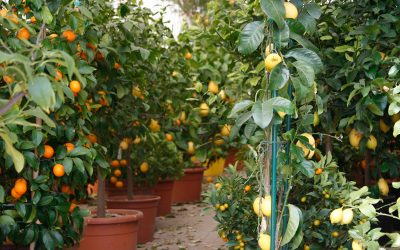 Nursery e servizio a domicilio per agrumi e bonsai