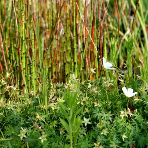 Perenni e tapezzanti