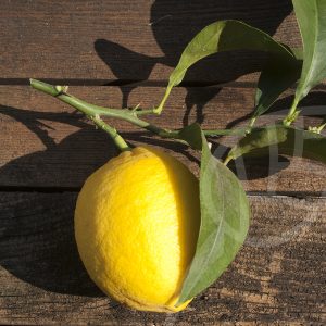 Limone a polpa rossa